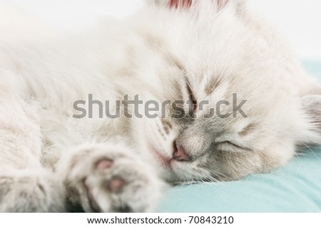 gray sleeping kitten  close up