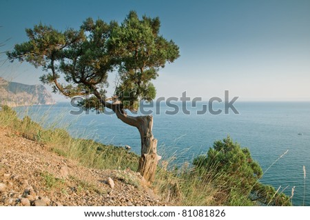 sea, tree and mountain landscape