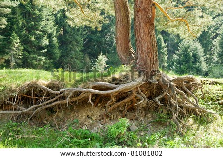 Big fir tree root closeup