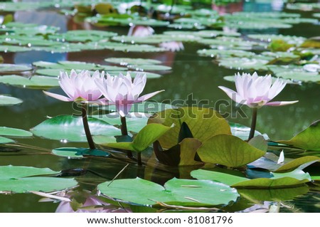 Aquatic Lily