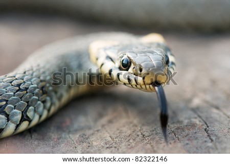 snake on wood stump closeup