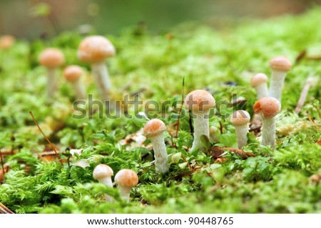 mushrooms in forest close up