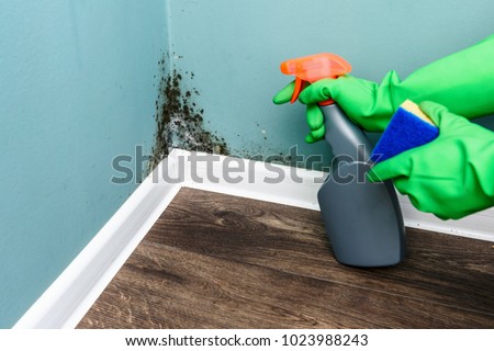 Spray bottle and sponge near black mould wall. House cleaning concept