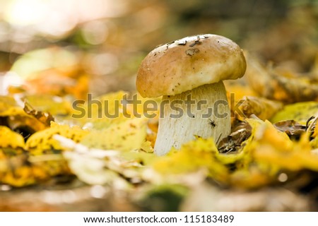 mushroom in forest close up
