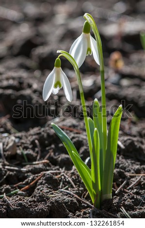 small snowdrop get out from growth