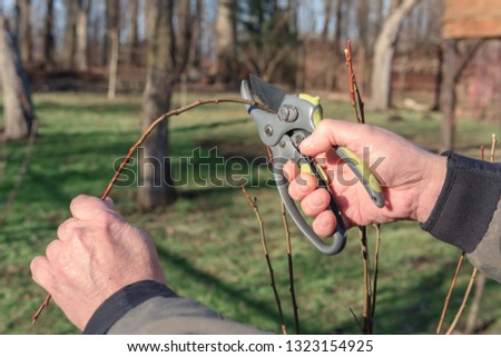 Gardening work in spring time. Garden secateur in man hands