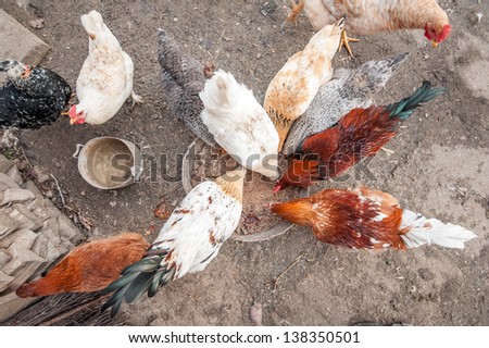 chicken family eating from metal plate