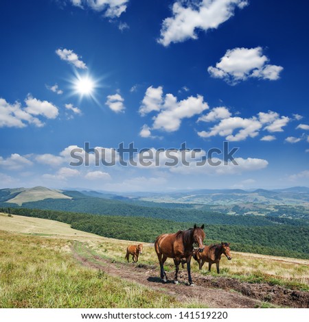 brown horse in mountain hill