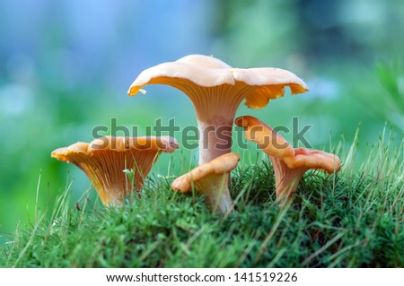 chanterelle in forest close up