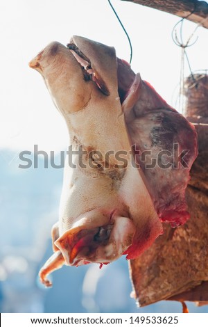 dead pig head close up