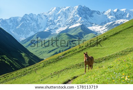 Brown Horse In High Mountains