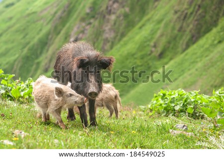 three pig on green field