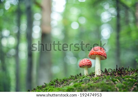 fly-agaric in forest close up