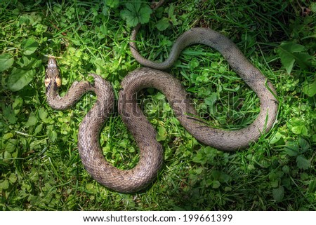 snake on green grass close up