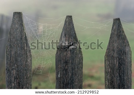 web on fence close up