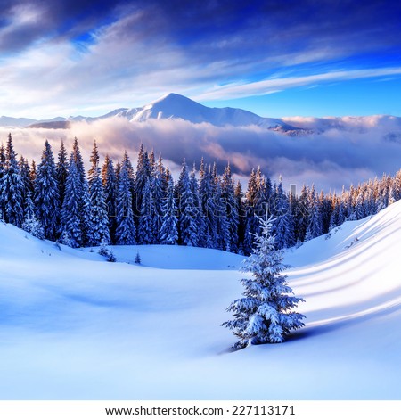 snovy trees on winter mountains