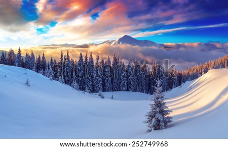 snovy trees on winter mountains