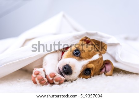 jack russel puppy on white carpet