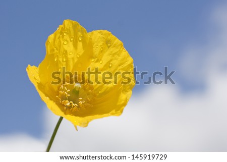 yellow poppy flower with little raindrops