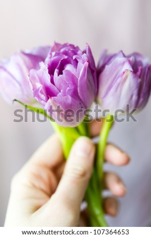 Women\'s hand holding small bouquet of three purple tulips against the light blurring background. Shallow DOF