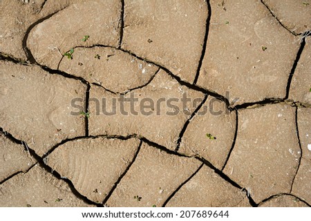 Dry cracked clay ground with small green leafs sprouted.
