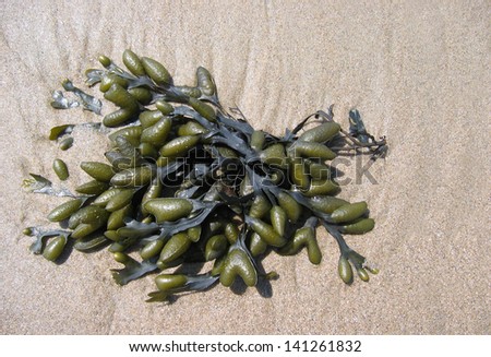 Seaweed (Brown algae, fucus) on the beach