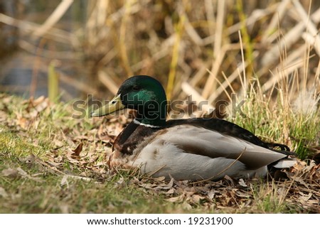 Mallard Duck By Pond