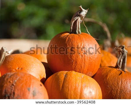 Pumpkins on the pumpkin patch