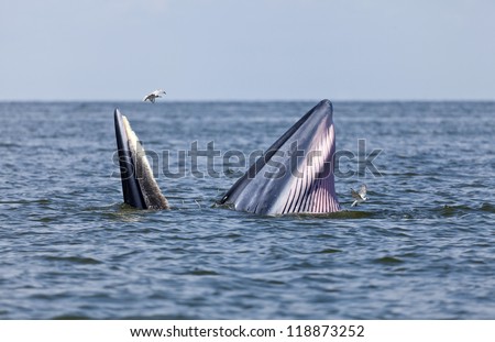 Bryde\'s whale eating anchovy fish in the gulf of Thailand