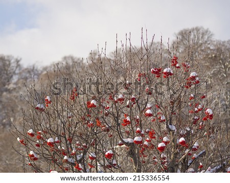 Red ash on the branches in the frost in winter.