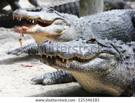 American Alligators at The Everglades National Park, Florida