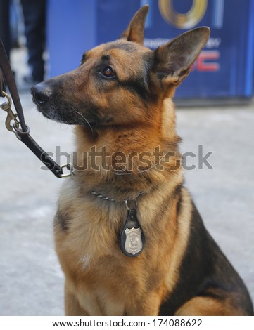 NEW YORK - JANUARY 30:   NYPD transit bureau K-9 German Shepherd providing security on Broadway during Super Bowl XLVIII week in Manhattan on January 30, 2014