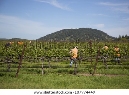 NAPA VALLEY, CA - APRIL 16: Workers pruning wine grapes in vineyard on April 16, 2014 in Napa Valley