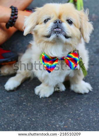 NEW YORK - JUNE 29: Dog participates at LGBT Pride Parade in New York City on June 29, 2014. LGBT pride march takes place during pride week and is the culmination of week long festivities