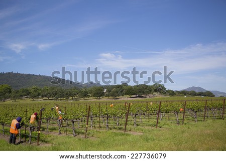 NAPA VALLEY, CA - APRIL 16: Workers pruning wine grapes in vineyard on April 16, 2014 in Napa Valley.