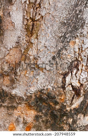 Wood Tree Texture Background Pattern  Natural background of tree