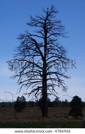 A partially silhouetted pine tree against a blue sky with a crow or raven perched on top.