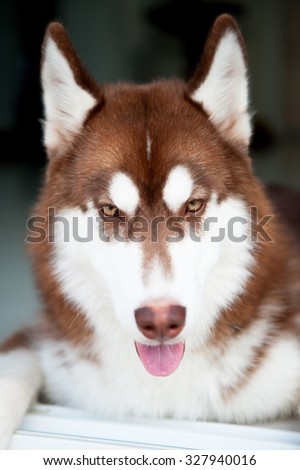 white and brown dog with tongue portrait style