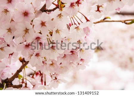 Cherry Blossom at Sakura in Japan.