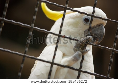 White parrot bird in a cage.