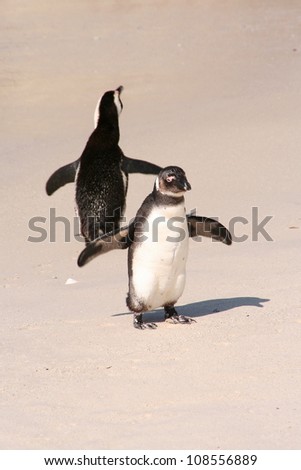 two penguins at the beach at the Boulders colony outside Cape Town, South Africa