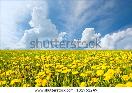 Beautiful Switzerland landscape in springtime with yellow flower fields. Clear blue sky