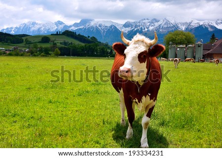swiss happy Cow on a summer pasture with the background of swiss mountain cover with snow