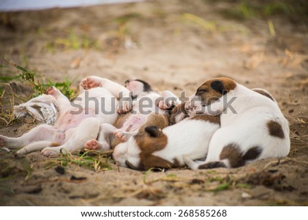 Sleeping puppies on the beach