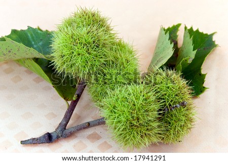 Edible Chestnuts