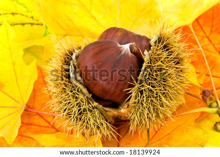 ripe chestnuts on the autumnal,decorative leaves
