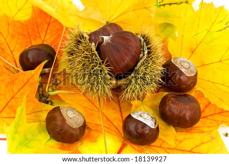ripe chestnuts on the autumnal,decorative leaves