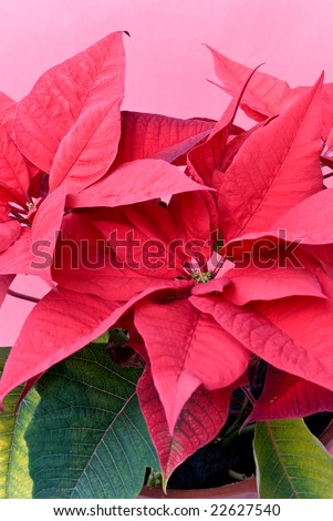 Christmas Flowers on Christmas Flower   Poinsettia   In The Pot Stock Photo 22627540
