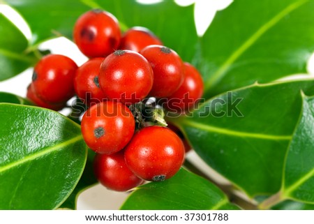 christmas decoration with holly leaves and berries,isolated on white
