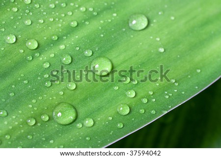 Bamboo,with Water Drops